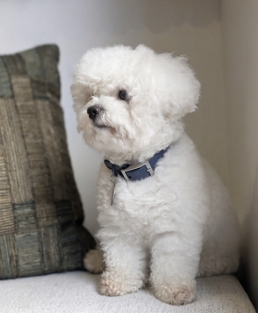 Mochi