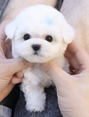 Mochi